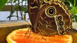 Домашни маски с витамин С при суха кожа