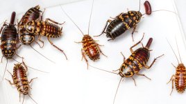 Знаете ли, че... хлебарките чувстват самота?