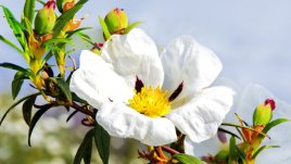 Лавдан – красиво цъфтящ храст 