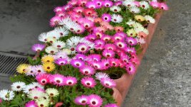 Месембриантемум – растение с много цвят и настроение 