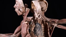 Удивителна образователна изложба с истински човешки тела гостува в София 
