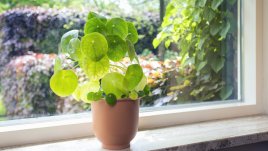 Кои цветя ще донесат здраве и късмет в дома ви?