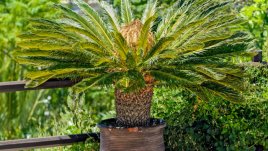 Цикас – отровен, но красив!