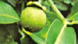 Продукт за отслабване от трето поколение 