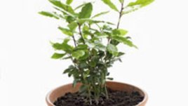 Пролетно орязване на листата