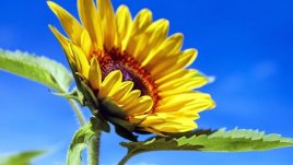 Мисъл на деня за... слънцето