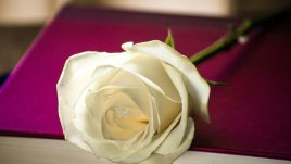 Мисъл на деня от Петър Дънов