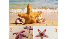 Изберете си морска звезда и вижте какъв ще бъде юли