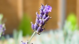 Ароматните лечебни свойства на лавандулата