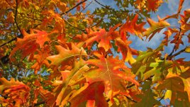 Любовни есенни рими – 12-а част