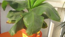 Как да се погрижим за банана у дома?