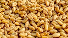 Варено жито