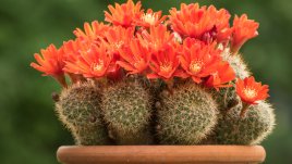 Айлостера – красив цъфтящ кактус 