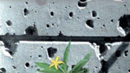 Книга за войната в Босна става филм с Пенелопе Круз