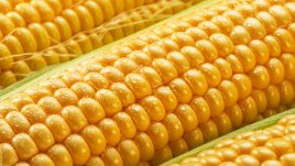 Зеленчуци, с които трябва да се внимава 