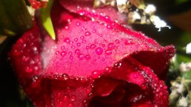 Мисъл на деня