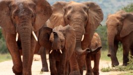 Знаете ли, че... сперматозоидите на мишките са по-големи от слонските?