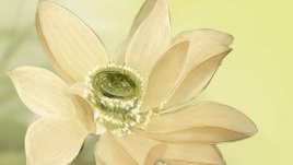 Истории, които укрепват духа и стоплят сърцето