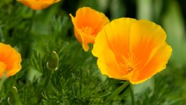 Ешолция – лесна за отглеждане украса за градината