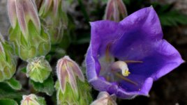 Кампанула – италианската нимфа