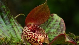 Калцеолария – нежната пантофка