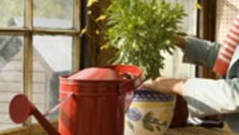 Осем съвета за отглеждане на цветя в саксии през зимата