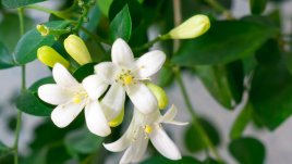 Мурая – нежна бяла красота в дома 