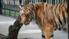 Тигърчето Шакти най-сетне на широко