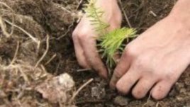 12 000 дръвчета за ПП „Витоша”