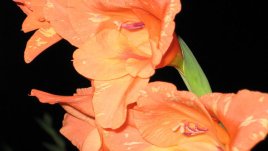 Гладиолата – многоцветна прелест