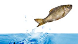 За свекървите и шараните с любов