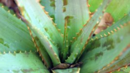 Цветя за по-чист въздух у дома