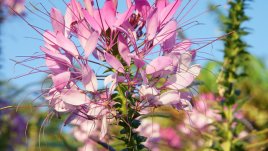 Клеоме – цветето паяк 