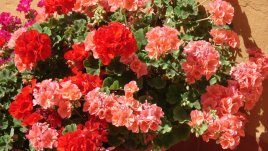 Бабиното мушкато – най-лесно за отглеждане