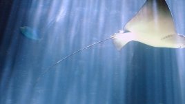 Едни от най-отровните животни и насекоми на планетата