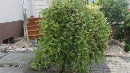 Мини върба за дома и градината