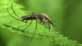 Растения, които помагат срещу комари