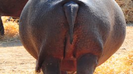 10 неща, които само дамите с големи дупета ще разберат