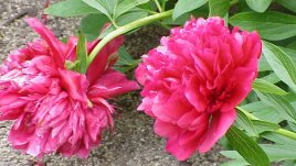 Божур – кичеста украса за градината