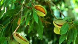 Бадемовото масло - дар от Изтока