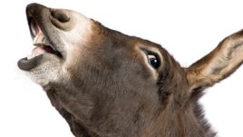 Притча за магарето и лъва