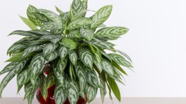 Аглаонема – как да я отглеждаме