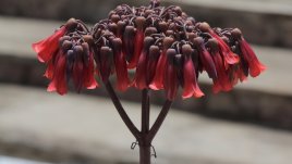 Каланхое дегремона – царствена красота!