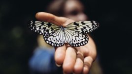 Какво означава, ако често виждате пеперуди