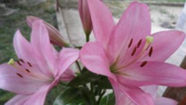 Крем за очите – радост за душата