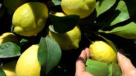 Някои от най-засищащите плодове за диета