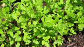 Майораната и нейните ползи за здравето