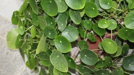 Отглеждайте дървото на парите за просперитет на семейството!