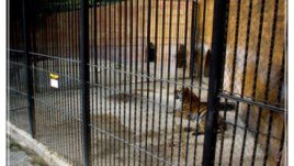 Животните в зоопарка във Варна имат нужда от помощ