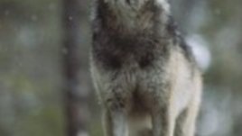 Петя и вълкът – Симфонична приказка за разказвач и оркестър